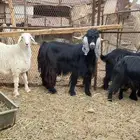 تيس فحل ل البيع