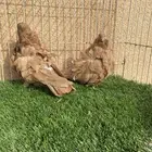 للبيع جوز كشكي
