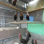 ديوك بلدي
