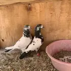 حمام باكستاني للبيع