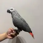 الاحساء الطرف