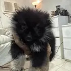 بوميرينيان سوبر ميني