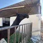 قعود مجهم