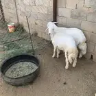 خروفين