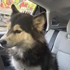 هاسكي يسمع الكلام وأليف ولطيف