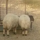 رخال نعيم اضاحي