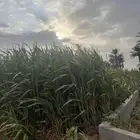 جربة قصب للبيع