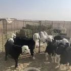 طليان نجد (( تم البيع ))