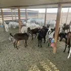 معزاء