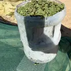 نبات ازولا الجركن فل 90 ريال