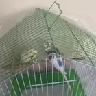 للبيع طيور حب