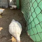 دجاج لاحم عمر 45 يوم الحجم من 900 الي 1150 السعر 11