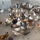 دجاج وديكة بلدي للبيع العمر 8اشهور