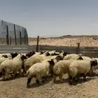ذبايح نعيمي وجميع الانواع متوفر