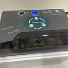 فقاسة
