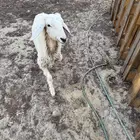 رخله حري