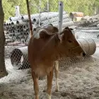 بقره بلدي