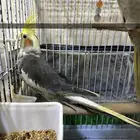 كروان ذكر متكلم وانثى السعر ثابت