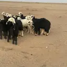 خرفان ورخال نجد وحريات