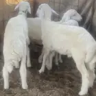 طليان