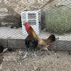 سلام عليكم اعرض لكم في دجاج