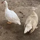 بط مصري ابيض