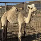 بكره لبيع