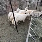 بهم للبيع العدد6