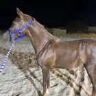 مهرة شعبية شيخه