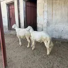خروفين جبره للبيع