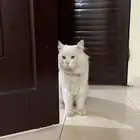 بسه شيرازي عيون ملونه