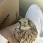شباب الي عنده باشق مجانا يجي خاص حقي ضاع