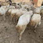 فرير فحل للبيع الفرير رباع سمين