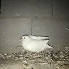 زغاليل حمام فرنسي لاحم