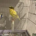 انثى كناري سوري بكريا اول جهوزها(تم البيع )