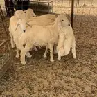 ذبايح حري طليان ذبائح مناسبات ثلاجه يوجد صلخ وتوصيل اقل سعر