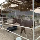 مهره شعبيه