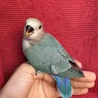 طير روز اليف هدد نشبهه مناسب للاطفال و الكبار