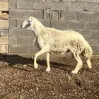 فحل حري