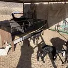 معزا ولد ودفع