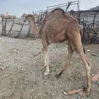 قعود احمر