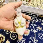 فروخ كنيور غر ((تم البيع ))