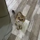 قطه للتبني ( كتن )