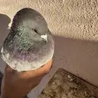 كنقق مودييينا