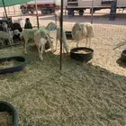 البيع غنم حريات مراح واحد