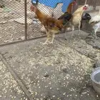 دجاج بلدي