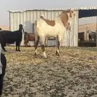 تيس هولندي طيب