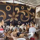 فروخ بلدي للبيع