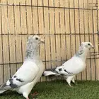 حمام زاجل ايس جوز منتج ماشاءالله للبيع