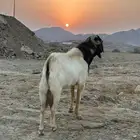 تيس فحل